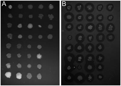 Isolation and Characterization of Pseudomonas spp. Strains That Efficiently Decompose Sodium Dodecyl Sulfate